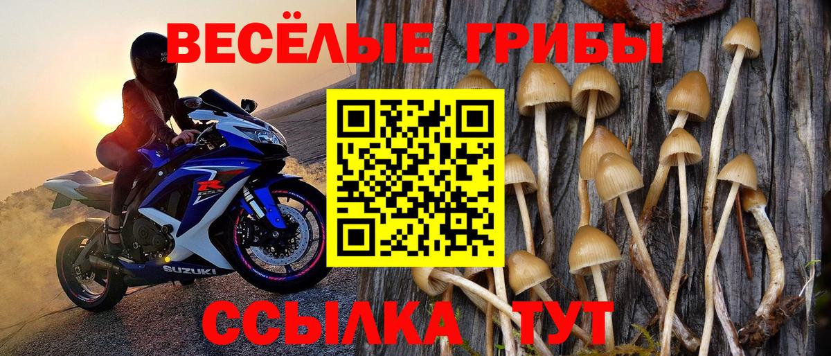 Псилоцибиновые грибы Psilocybe Ачхой-Мартан